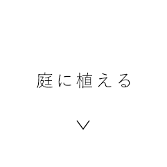 庭に植える