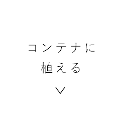 コンテナに植える