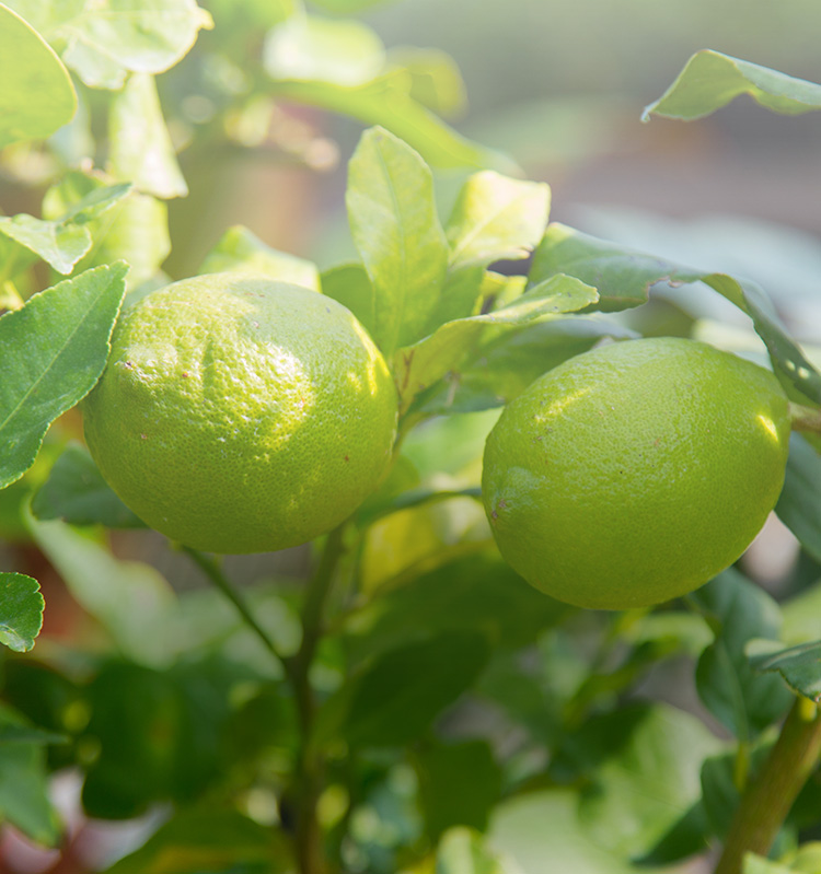福岡で苗木 レモン 果樹の生産 販売なら植進園種苗場 公式